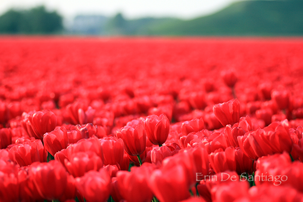 [تصویر: Flower-Fields-Holland1.png]