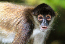 Spider Monkey in Belize, Lamanai