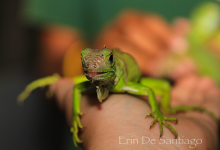 Baby green iguana, San Ignacio, Belize