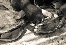 Scooping out fresh coconut meat in Ambergris Caye, Belize