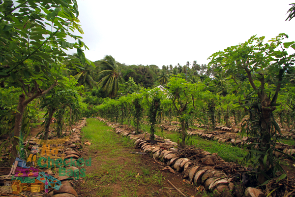 Tahitian Vanilla Plantation