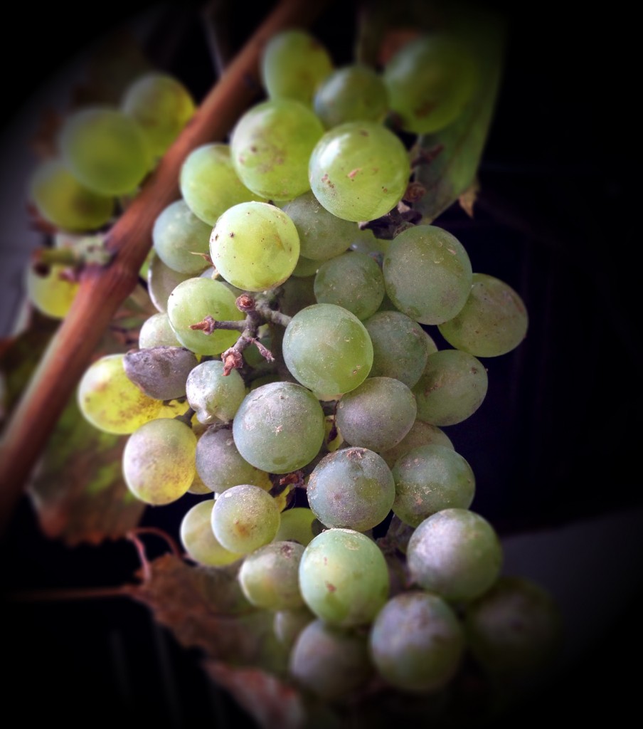 Wine Grapes 
